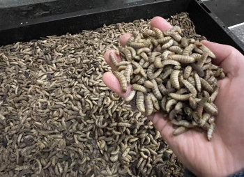 MHP Invests in Alternative Protein: 400 Tonnes of Insect Protein and 100,000 Tonnes of Waste Processing by 2030